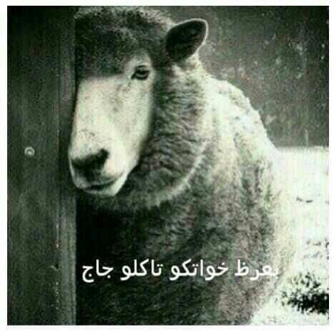 אח שלו, בחייאת ... תאכלו עוף!